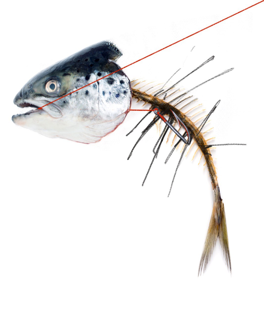 collage of a fish with only bones on the back and a red string in the mouth