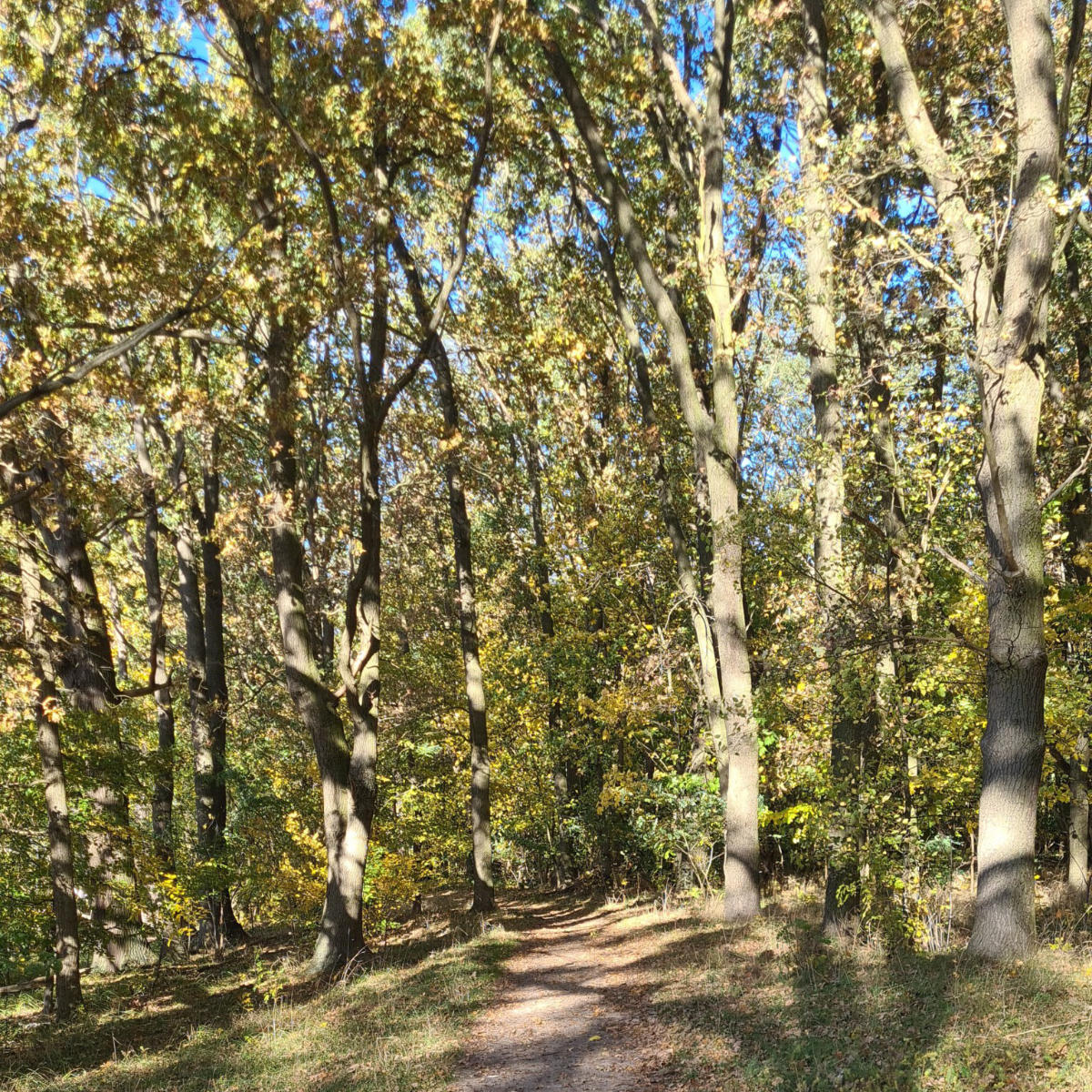 A summer forest with shadow plays.